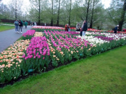 Keukenhof (57)